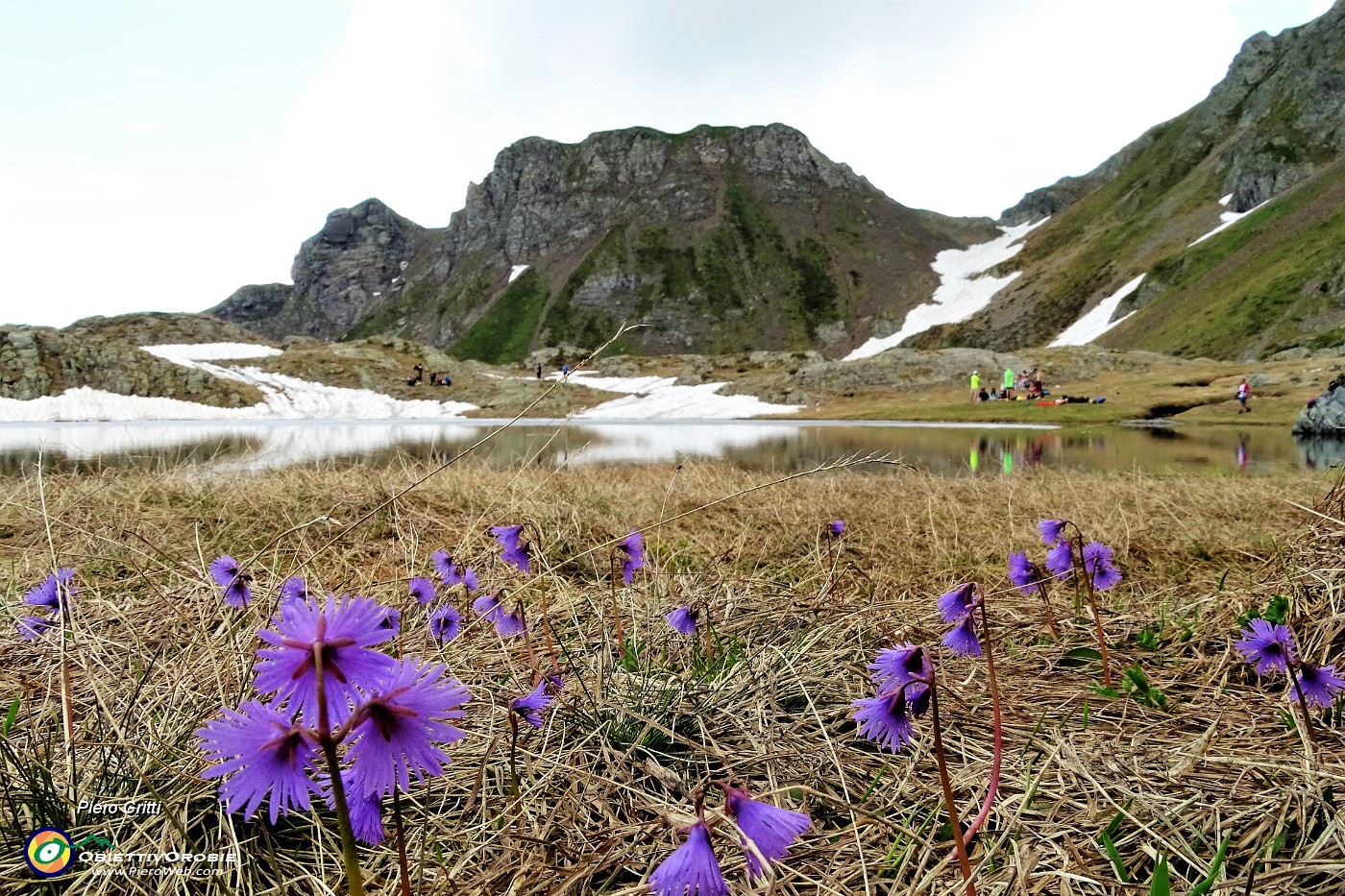 49 Disciolta la neve, fiorite le soldanelle !.JPG